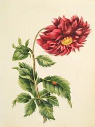 Chrysantheme, aus 